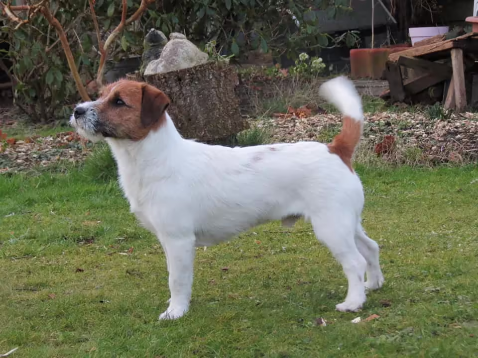 Cooper - Jack Russell reutje van Lumberlake kennel