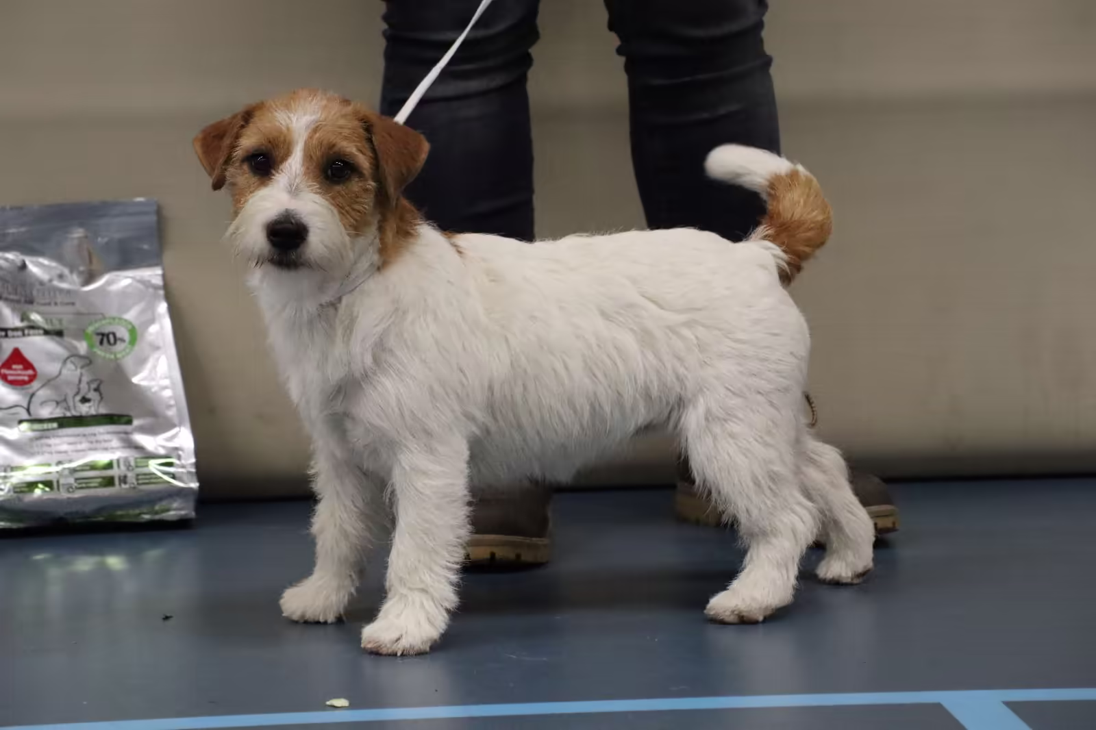 Yvvy - Jack Russell teefje van Lumberlake kennel