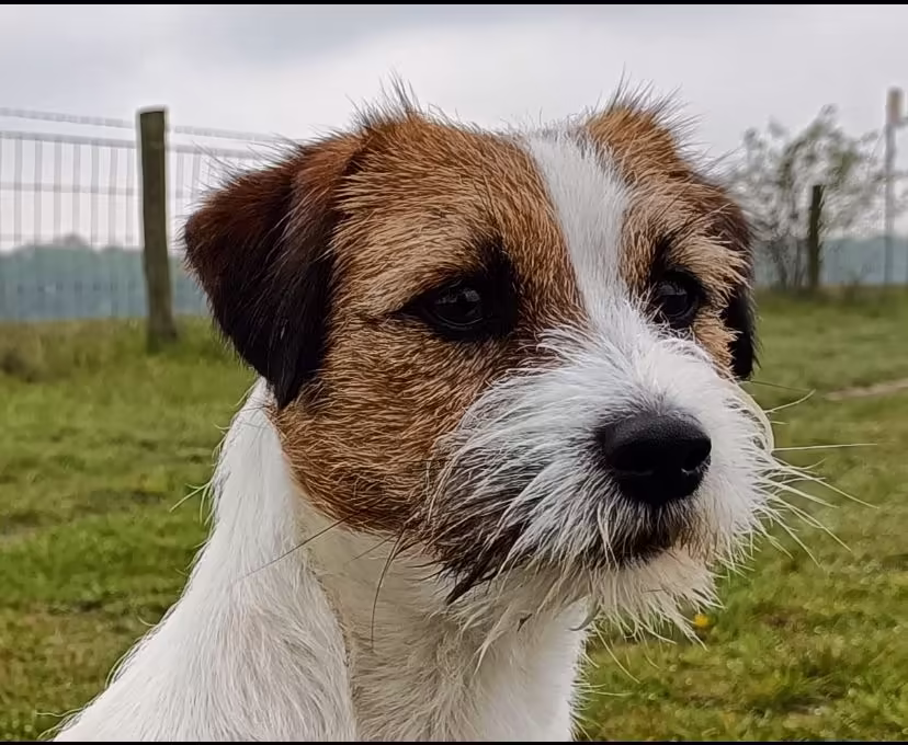 Jack Russell Terriër van Lumberlake kennel