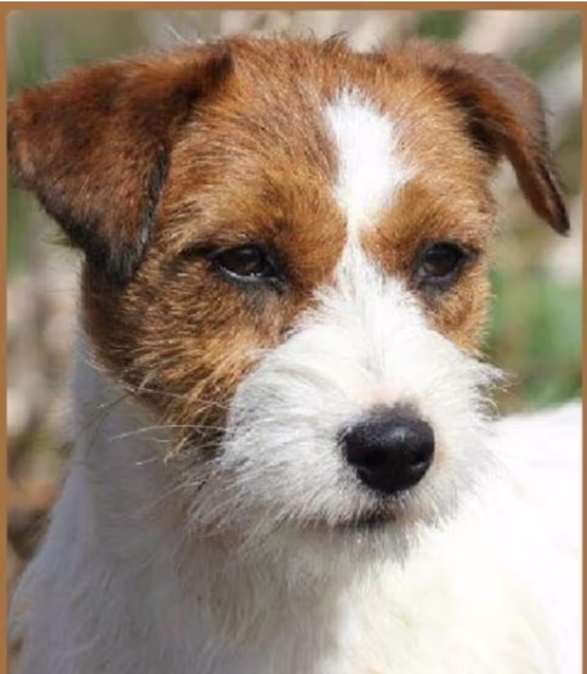 Jack Russell Terriër van Lumberlake kennel