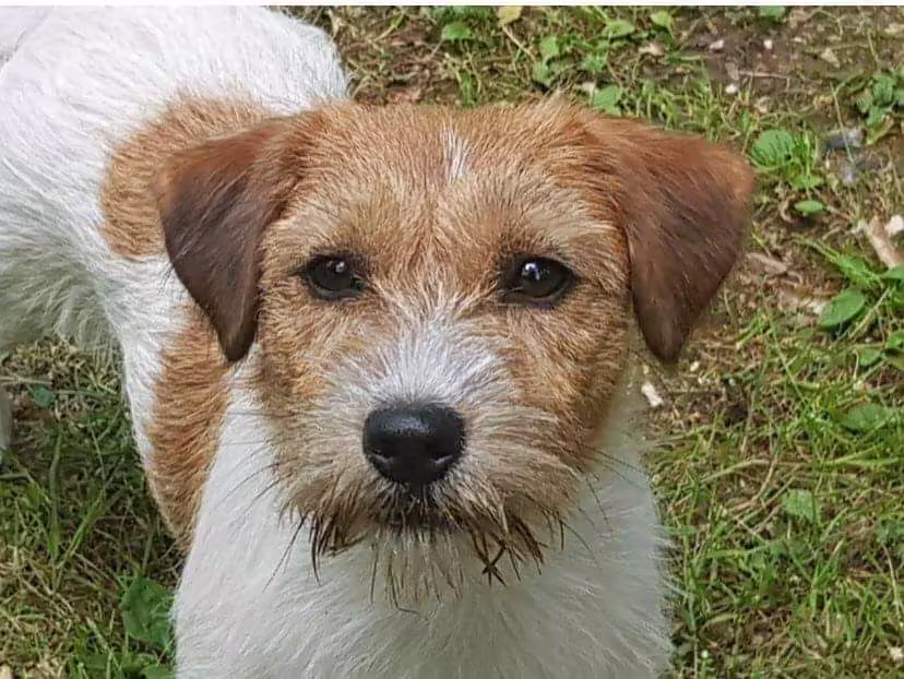 Jack Russell Terriër van Lumberlake kennel