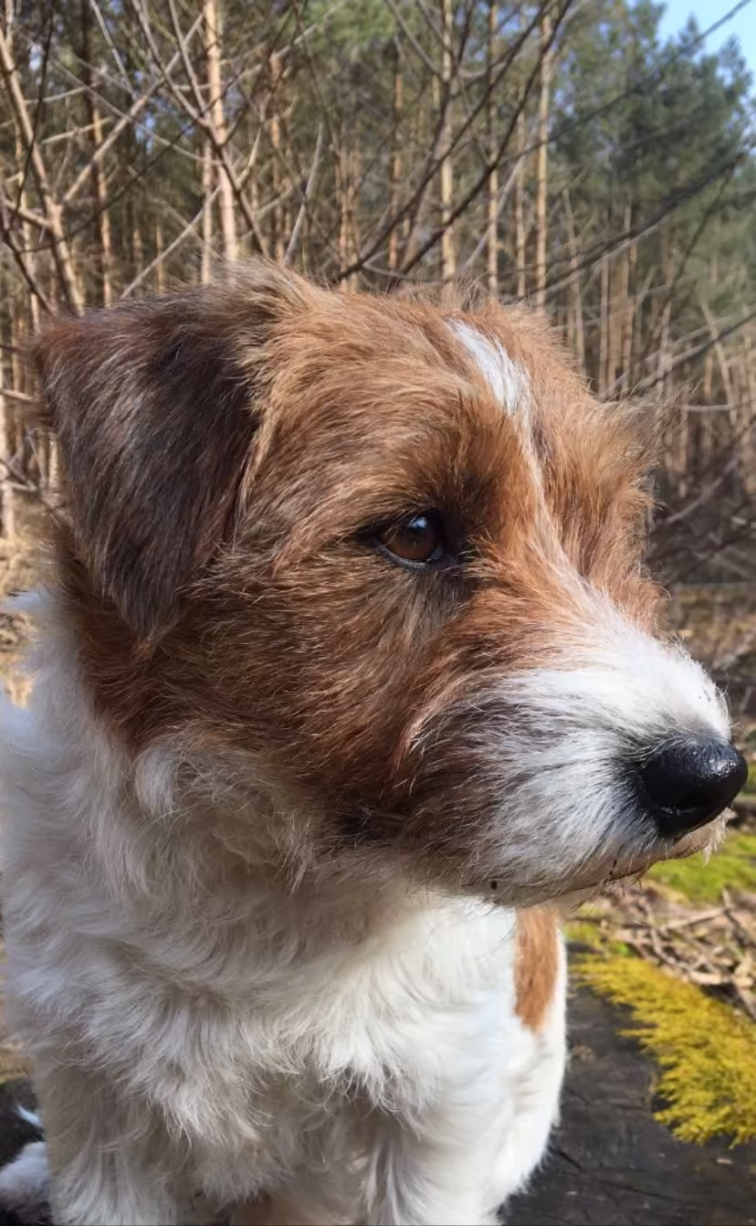 Jack Russell Terriër van Lumberlake kennel