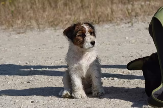 Jack Russell Terriër van Lumberlake kennel