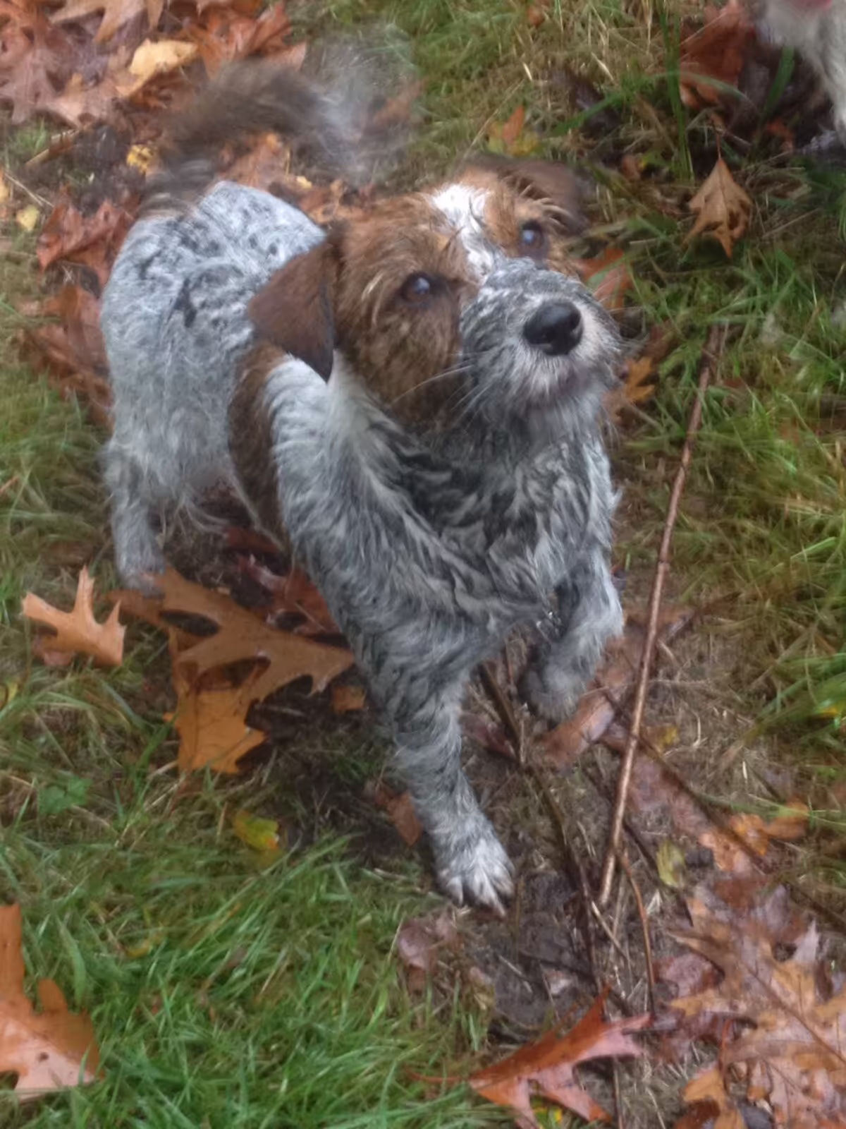 Jack Russell Terriër van Lumberlake kennel