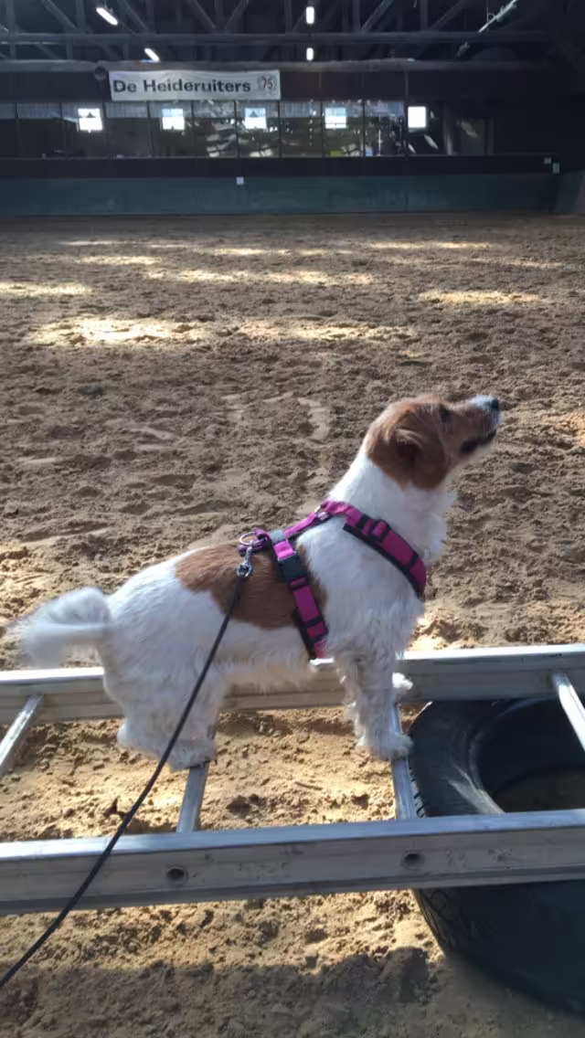 Jack Russell Terriër van Lumberlake kennel