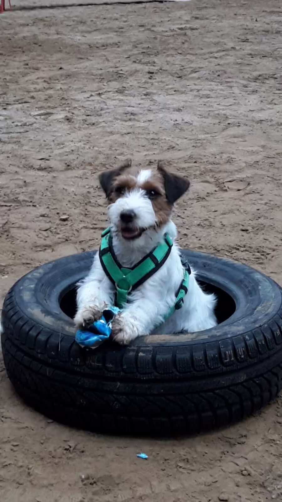 Jack Russell Terriër van Lumberlake kennel