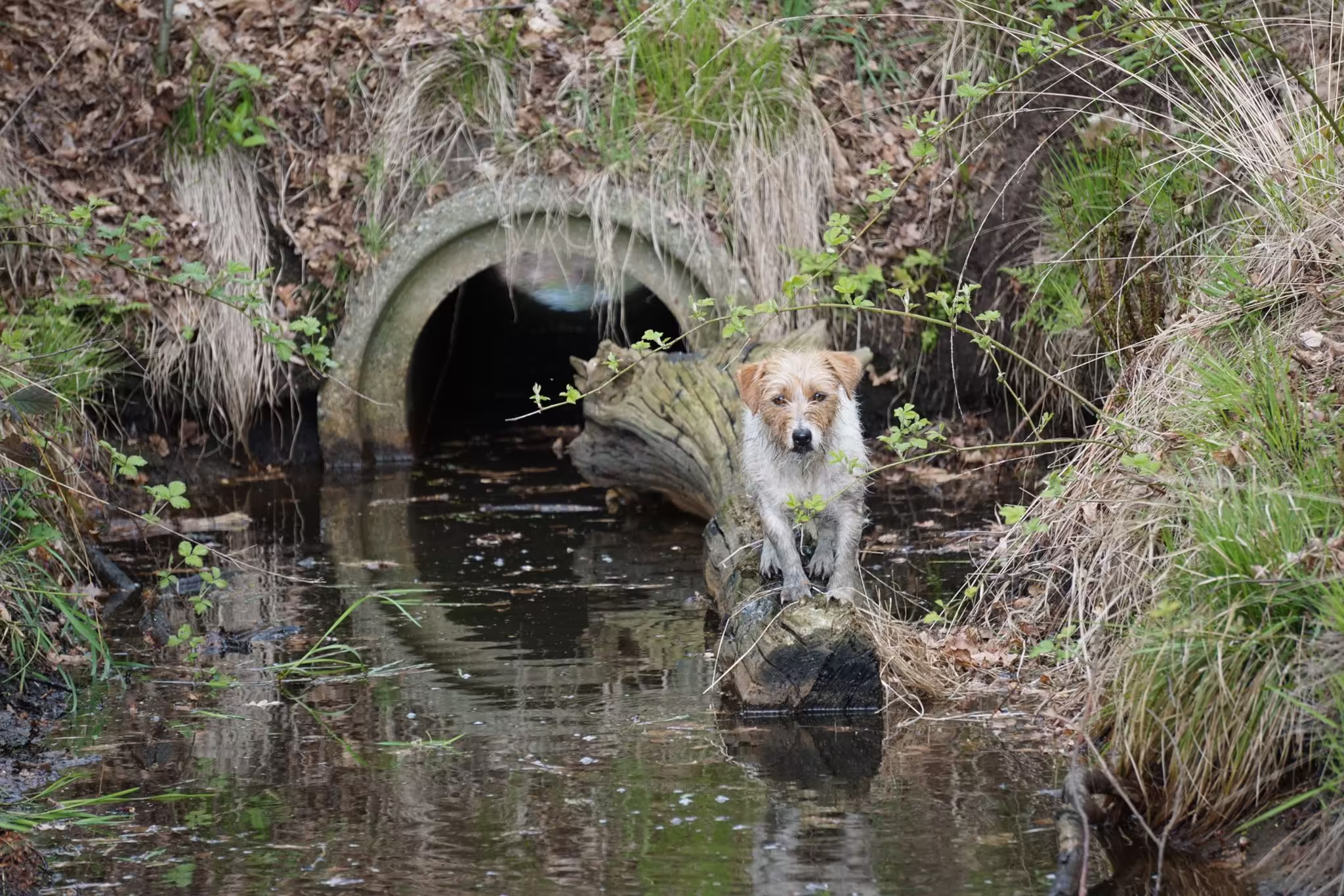Jack Russell Terriër van Lumberlake kennel