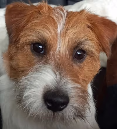 nest aankondiging, pup kopen jack russell terriër stamboom rechts