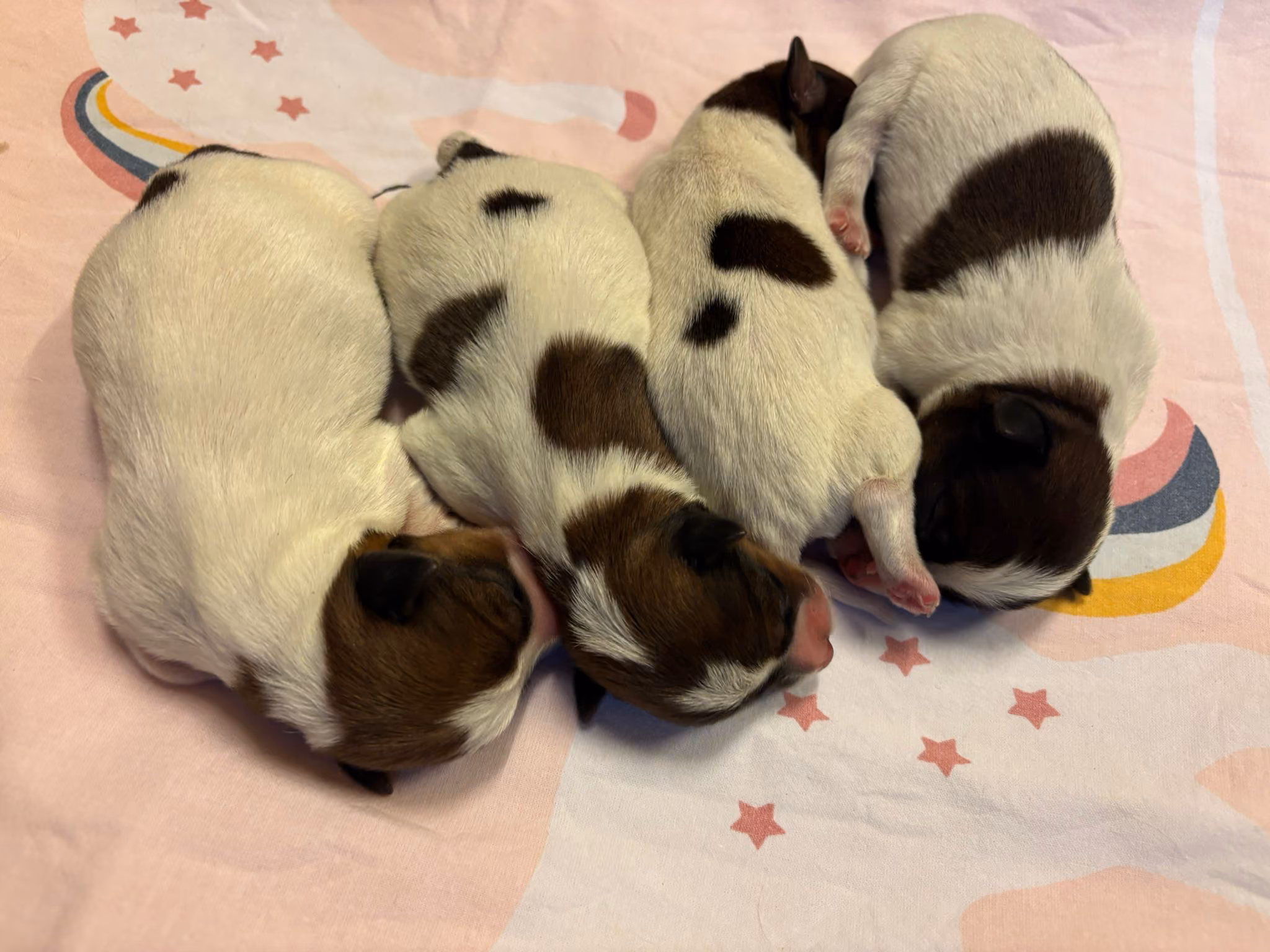 nest aankondiging, pup kopen jack russell terriër stamboom