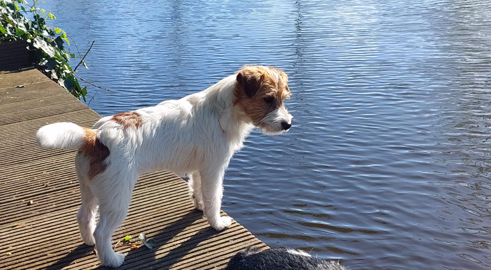Jack Russell Terriër van Lumberlake kennel