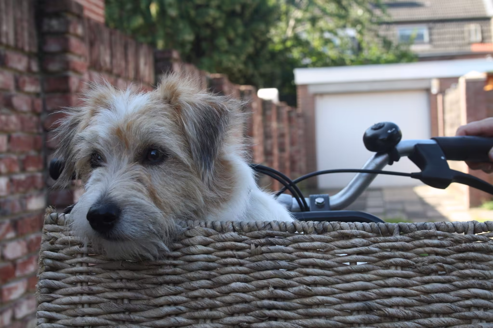 Jack Russell Terriër van Lumberlake kennel