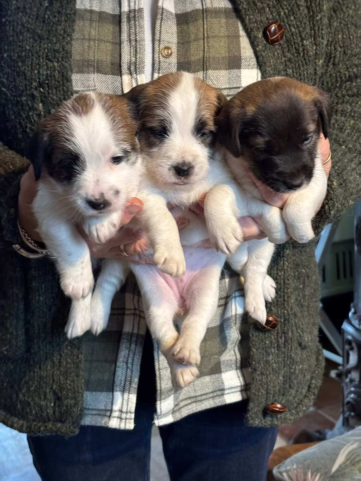 Jack Russell Terriër van Lumberlake kennel